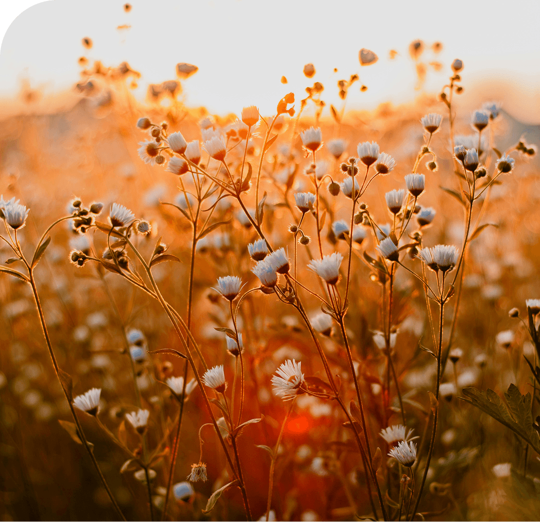 Peaceful Toolkits for Schools